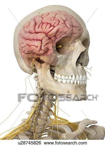 Stock Illustration - Human brain and nerves, artwork. Fotosearch