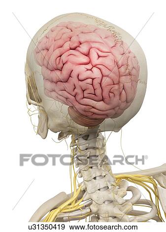 Stock Illustration - Human brain and nerves, artwork. Fotosearch