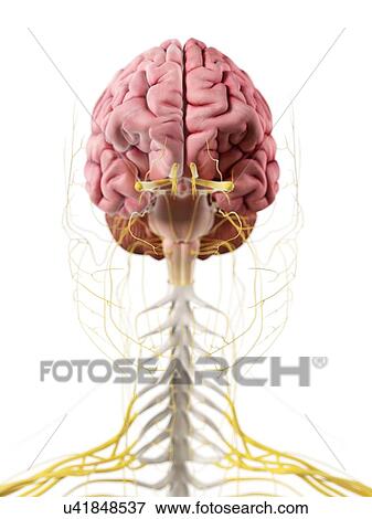 Human brain and nerves, artwork View Large Illustration Stock Illustration - Human brain and nerves, artwork. Fotosearch