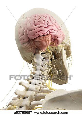 Stock Illustration - Human brain and nerves, artwork. Fotosearch