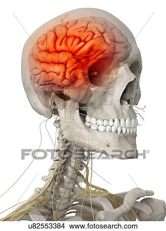 Stock Illustration - Human brain and nerves, artwork. Fotosearch