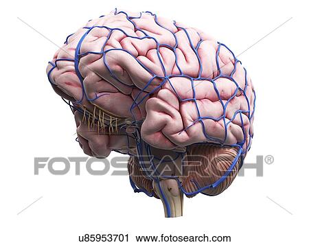 Clip Art - Human brain, artwork. Fotosearch