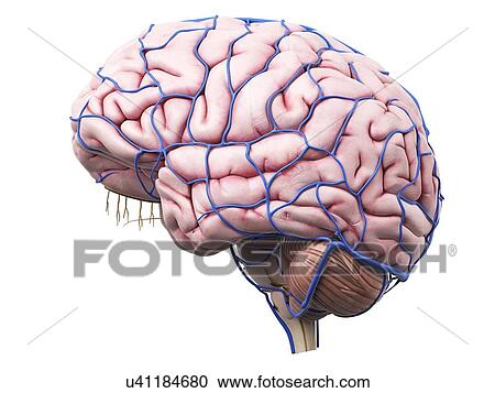 Clipart - Human brain, artwork. Fotosearch