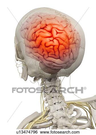 Human brain, artwork View Large Illustration Stock Illustration - Human brain, artwork. Fotosearch