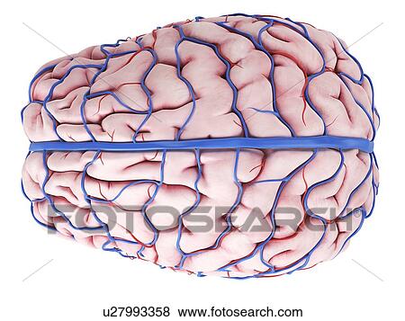 Human brain, artwork View Large Illustration Stock Illustration - Human brain, artwork. Fotosearch