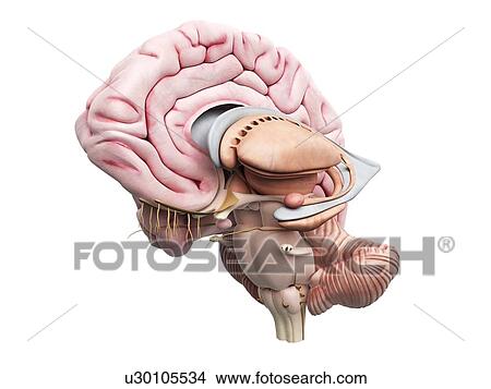 Stock Illustration - Human brain, artwork. Fotosearch