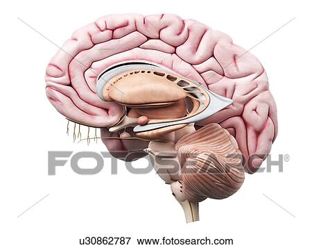 Stock Illustration - Human brain, artwork. Fotosearch
