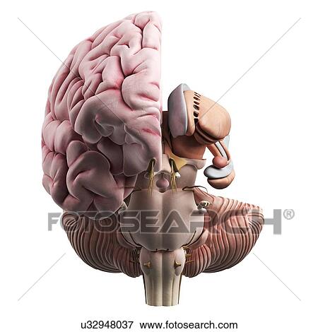 Stock Illustration - Human brain, artwork. Fotosearch