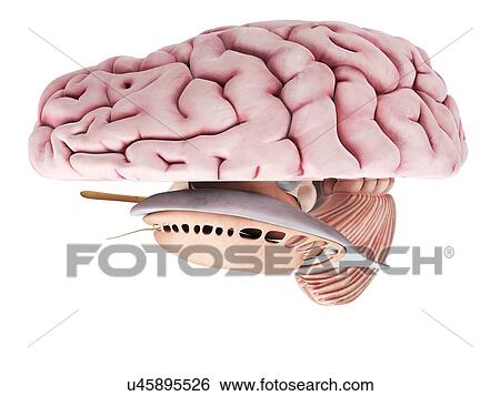 Stock Illustration - Human brain, artwork. Fotosearch