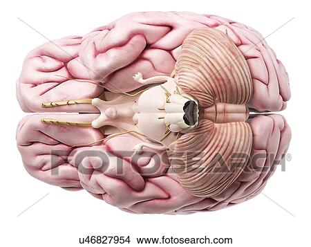 Human brain, artwork View Large Illustration Stock Illustration - Human brain, artwork. Fotosearch