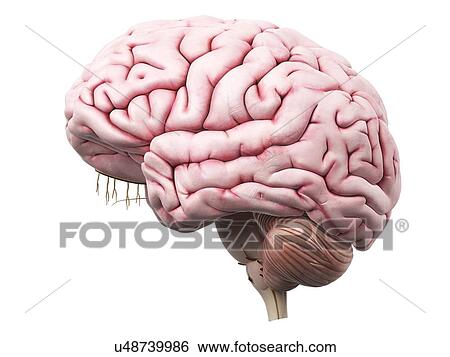 Stock Illustration - Human brain, artwork. Fotosearch