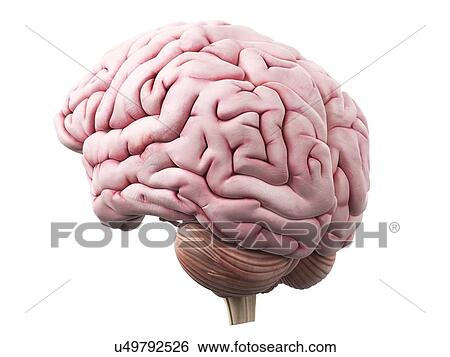 Stock Illustration - Human brain, artwork. Fotosearch
