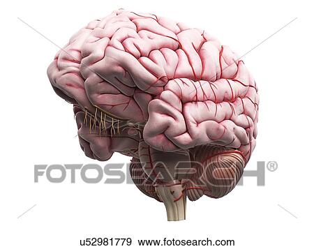 Human brain, artwork View Large Illustration Stock Illustration - Human brain, artwork. Fotosearch