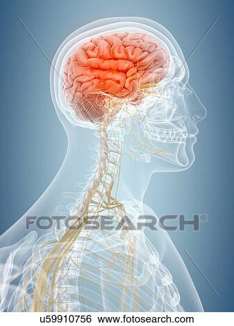 Stock Illustration - Human brain, artwork. Fotosearch
