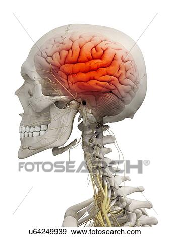 Human brain, artwork View Large Illustration Stock Illustration - Human brain, artwork. Fotosearch