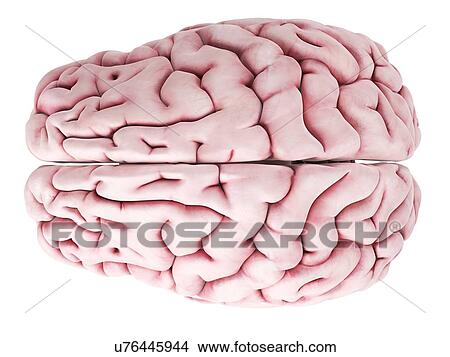 Human brain, artwork View Large Illustration Stock Illustration - Human brain, artwork. Fotosearch