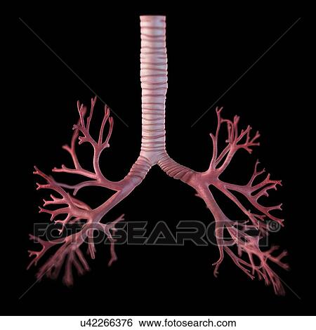 Stock Illustration - Human bronchi, artwork. Fotosearch