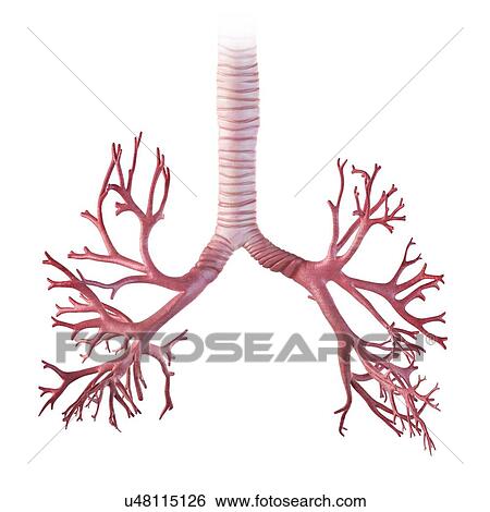 Human bronchi, artwork View Large Illustration Stock Illustration - Human bronchi, artwork. Fotosearch