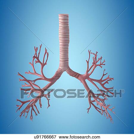 Human bronchi, artwork View Large Illustration Stock Illustration - Human bronchi, artwork. Fotosearch