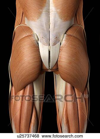 Stock Illustration - Human buttock muscles, artwork. Fotosearch