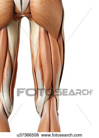 Human buttock muscles, artwork View Large Illustration Stock Illustration - Human buttock muscles, artwork. Fotosearch
