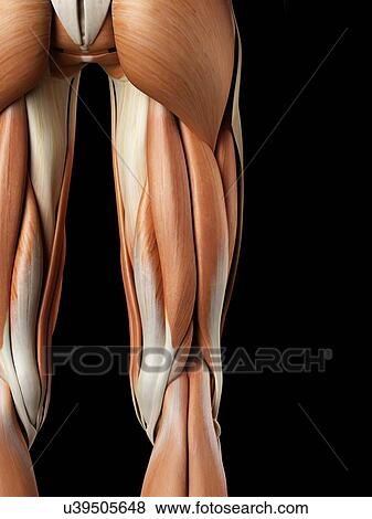Human buttock muscles, artwork View Large Illustration Stock Illustration - Human buttock muscles, artwork. Fotosearch