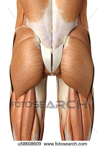 Human buttock muscles, artwork View Large Illustration Stock Illustration - Human buttock muscles, artwork. Fotosearch