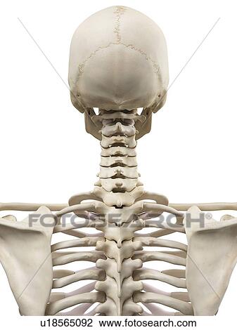 Human cervical spine, artwork View Large Illustration Drawing - Human cervical spine, artwork. Fotosearch