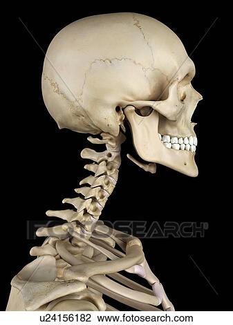 Drawing - Human cervical spine, artwork. Fotosearch