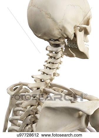 Human cervical spine, artwork View Large Illustration Drawing - Human cervical spine, artwork. Fotosearch