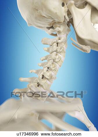 Stock Illustration - Human cervical spine, artwork. Fotosearch