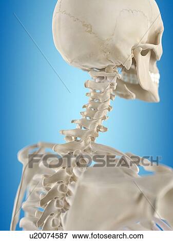 Stock Illustration - Human cervical spine, artwork. Fotosearch