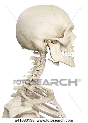 Stock Illustration - Human cervical spine, artwork. Fotosearch