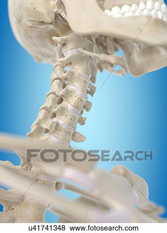 Stock Illustration - Human cervical spine, artwork. Fotosearch