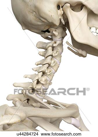 Stock Illustration - Human cervical spine, artwork. Fotosearch