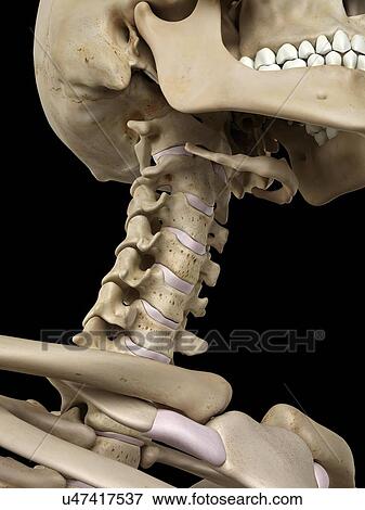 Stock Illustration - Human cervical spine, artwork. Fotosearch