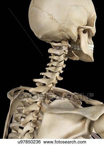Human cervical spine, artwork View Large Illustration Stock Illustration - Human cervical spine, artwork. Fotosearch