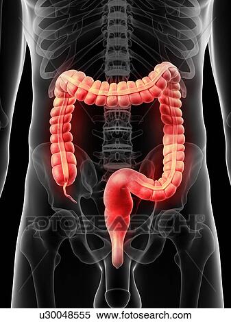 Human colon, artwork View Large Illustration Stock Illustration - Human colon, artwork. Fotosearch