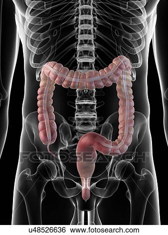 Human colon, artwork View Large Illustration Stock Illustration - Human colon, artwork. Fotosearch