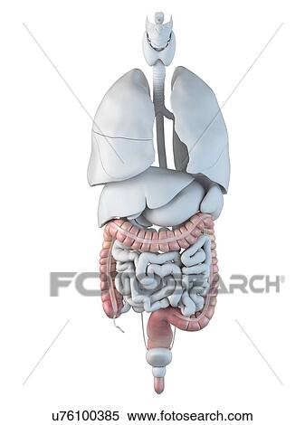 Human colon, artwork View Large Illustration Stock Illustration - Human colon, artwork. Fotosearch