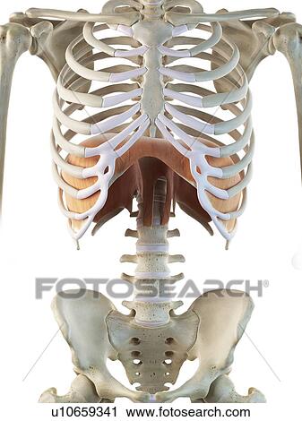 Clip Art - Human diaphragm, artwork. Fotosearch