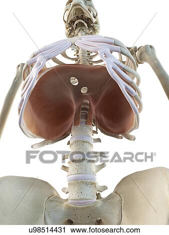 Human diaphragm, artwork View Large Illustration Clip Art - Human diaphragm, artwork. Fotosearch