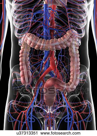 Human digestive system, artwork View Large Illustration Clip Art - Human digestive system, artwork. Fotosearch