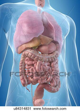 Human digestive system, artwork View Large Illustration Clip Art - Human digestive system, artwork. Fotosearch
