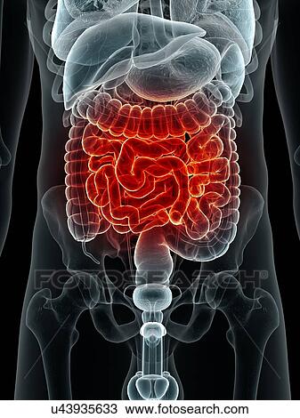 Drawing - Human digestive system, artwork. Fotosearch