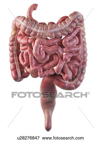 Stock Illustration - Human digestive system, artwork. Fotosearch