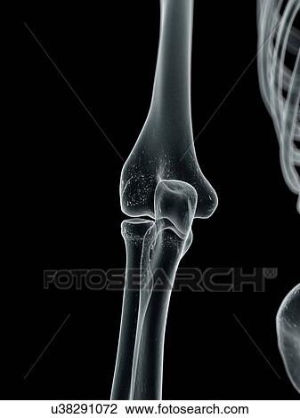 Drawing - Human elbow, artwork. Fotosearch