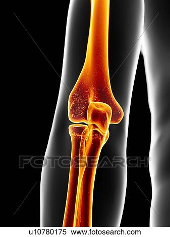 Human elbow, artwork View Large Illustration Stock Illustration - Human elbow, artwork. Fotosearch