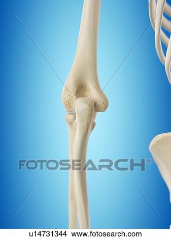 Stock Illustration - Human elbow joint, artwork. Fotosearch