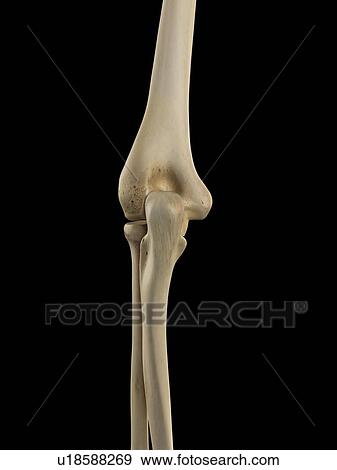 Stock Illustration - Human elbow joint, artwork. Fotosearch